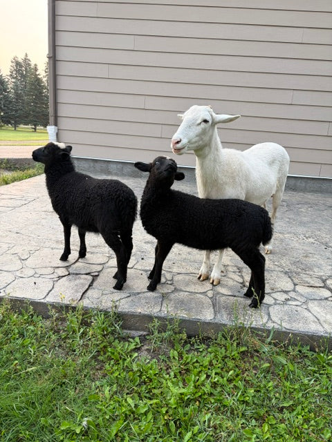 Farm Tours
