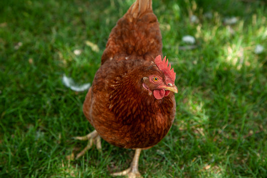 Farm Tours