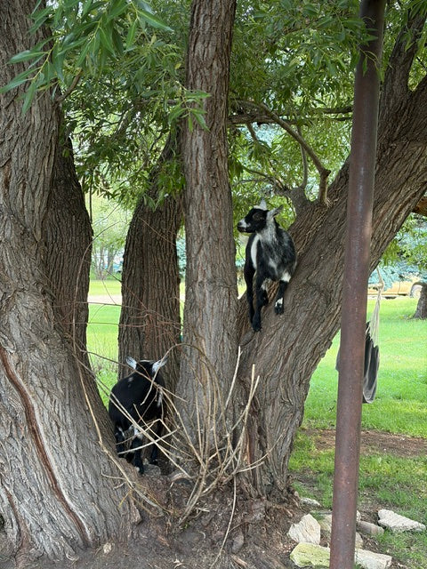 Farm Tours